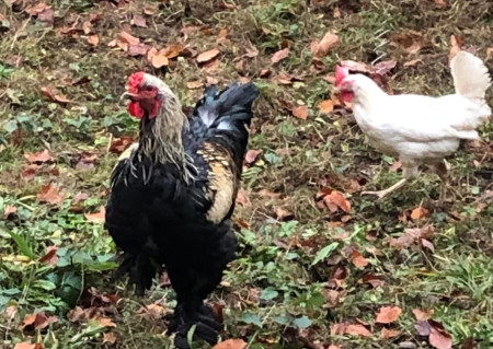 Der Hahn schaut um sich im Garten,  das Huhn muss geduldig warten! 