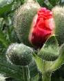 /album/archiv-bilder-des-monats/mohn-jpg1/